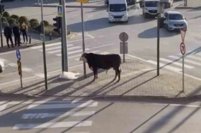 Bursa’da kaçan boğa trafiği karıştırdı, Ankara yolunda metrelerce koştu