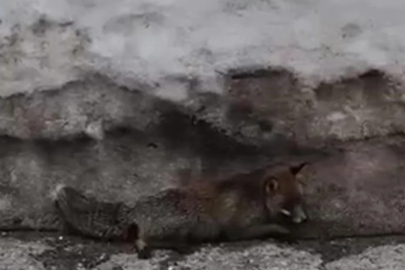 Uludağ'da duyarsız sürücü tilkiye çarpıp kaçtı!