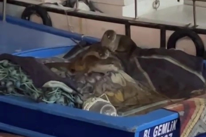 Aç kalan anne su samuru ve yavruları Gemlik’te tekneye sığındı