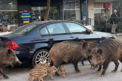 Balçova sokaklarında yaban domuzu istilası!