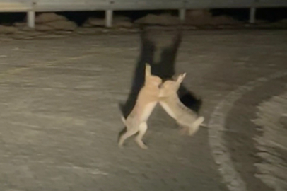 Gökçeada’da "boksör" tavşanlar