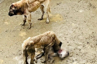 Bozüyük'te barınakta aç kalan köpekler birbirini yedi