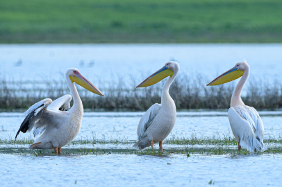 Göç yolundaki pelikan sürüsünün Bursa molası