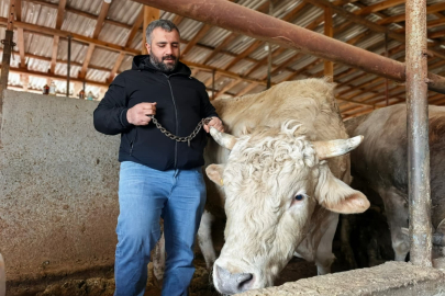Tonluk ‘Paşa’ 500 bin liraya alıcısını bekliyor