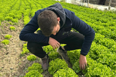 Marul fiyatı tarlada zirve yaptı