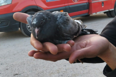 Asılı kalan güvercini halatla inip kurtardılar
