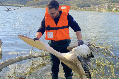 Barajda mahsur kalan pelikan böyle kurtarıldı