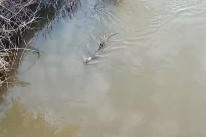 Bursa’da derede görülen su samuru şaşkınlık yarattı