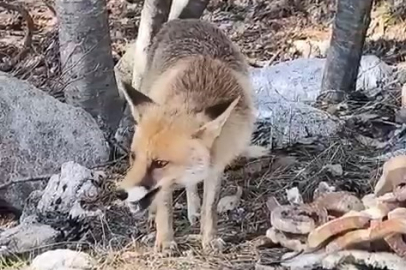 Aç kalan tilkiler Bursa’da insanların yanına indi