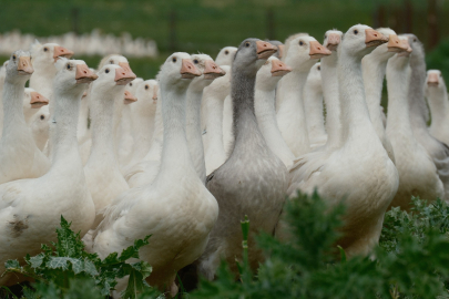 Anadolu kazına yerli ıslah hamlesi: Hedef yüksek verim!
