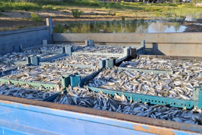 İznik Gölü’nde gümüş balığı bereketi: Balıkçılar sezona umutla başladı