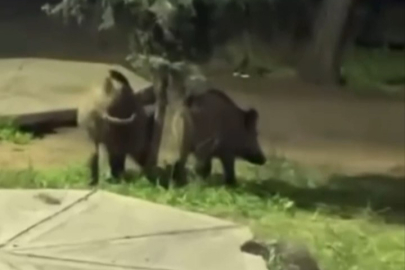 Bursa’da domuzlar piknik alanına indi!