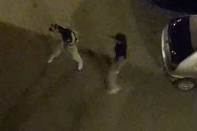 Bursa’da sokak ortasında “boks ringi” gibi kavga kamerada!