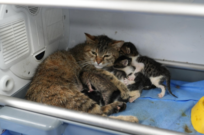 Süt anne kedi 3 yavruya daha sahip çıktı
