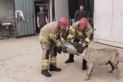 Hava filtresine sıkışan köpek kurtarıldı
