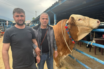 Bursa’da kurbanlık şampiyonu görücüye çıktı: Tam 1,2 ton!