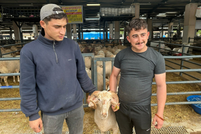 Bursa’daki sıra dışı "gergedan boynuz"lu koç görenleri şaşırtıyor!