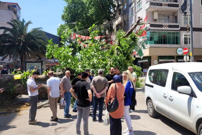 Bursa'da faciadan dönüldü! Asırlık çınar yola devrildi...