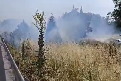 İzmir-Bursa kara yolunda alevler panik yarattı