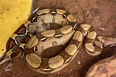 İstanbul'da bir evden tarantula, yılan, akrep, iguana, Afrika dev salyangozları çıktı