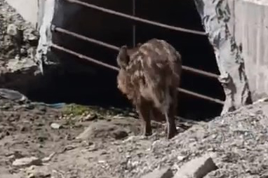 Bursa'da aç kalan domuzlar sahile indi