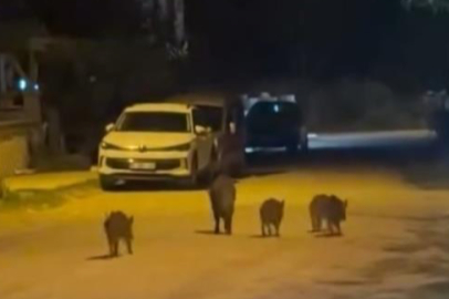Bursa Karacabey’de yaban domuzları yerleşim alanına indi