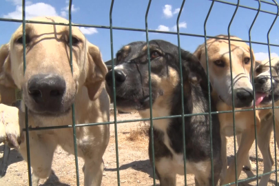 Bursa'da birkaç köpekle başladı, bin 200 cana yuva oldu