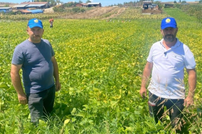 Bursa'da şeker fasulye yüzleri güldürdü!