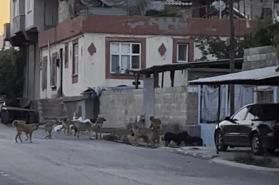 Gaziantep'te tedirgin eden görüntü: Başıboş sokak köpekleri sürü halinde