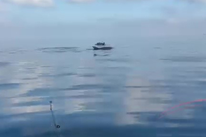 Bursa Yeniköy açıklarında yunuslar balıkçılara şov yaptı!
