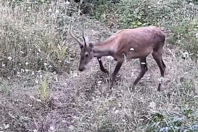 Bursa'da yaban hayatı fotokapana takıldı